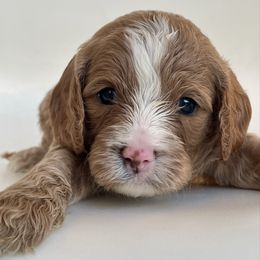 BB-8 - Apricot male Cavapoo puppy in Vineyard, Utah from Pitter Patter Puppies