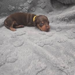 Yellow - Chocolate and tan female Dachshund puppy in Mulberry, Florida from J's Mini Dachshunds