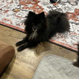 LeiLei - Pomeranian