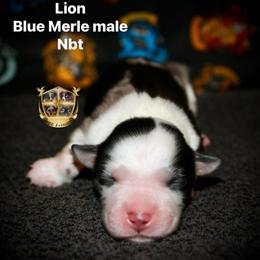 Lion - Blue merle male Australian Shepherd puppy in El Dorado Springs, Missouri from HP Aussie Kennels