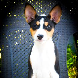 Harry - Tri-color male Basenji puppy in San Diego, California from Triforce Basenjis