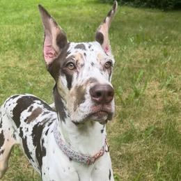 Great Danes and Rottweilers from Eastern Mountain Danes & Rottweilers