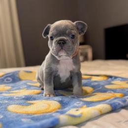 Pink - Blue female French Bulldog puppy in Bolingbrook, Illinois from Flores Frenchies