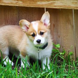 Pembroke Welsh Corgi Puppies from McCall Creek Corgis