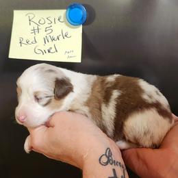 Rosie girl 5 - Red merle female Miniature Australian Shepherd puppy in Hampton, Tennessee from TC Farms Stock Dogs - Miniature Australian Shepherds