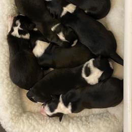 Border Collie Puppies from Herding Heritage