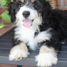 Bernedoodle, Cavapoo, and Pomsky Puppies from Cuddle Paws
