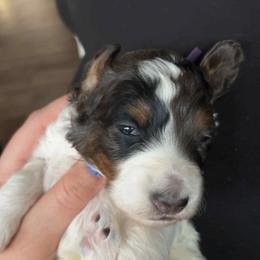 Bernedoodle Puppies from Daisy's Doodles