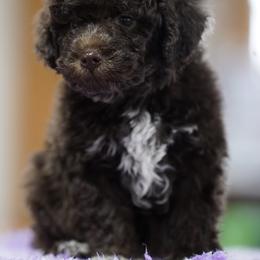 Jesse - Brown male Lagotto Romagnolo puppy in Seymour, Missouri from Terra Incognita