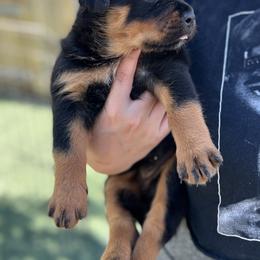 Rottweiler Puppies from VHWilliamsRottweilers