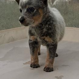 Snow Drop - Blue speckled male Australian Cattle Dog puppy in Seneca, Missouri from MO Morningstar Heelers