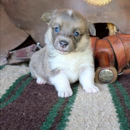 Caroline Ingalls - Gray and white female American Corgi puppy in Paden, Oklahoma from Sunray Ranch