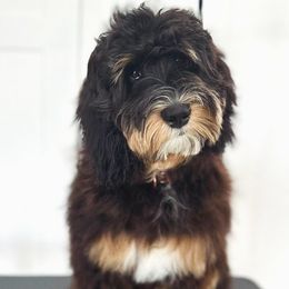 Bernedoodle Puppies from Main Street Bernedoodles