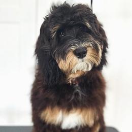 Bernedoodle Puppies from Main Street Bernedoodles