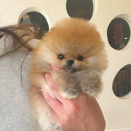 Teddy - Orange sable male Pomeranian puppy in Salem, Oregon from BP PUPS