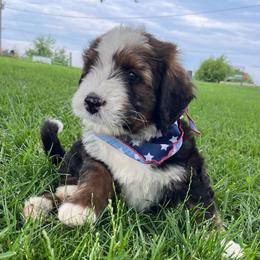 Stripes - Sable male Bernedoodle puppy in Kansas City, Missouri from Beary GoldenDoodles