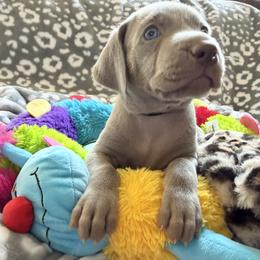 Girl Puppy from Litter - Silver gray female Weimaraner puppy in Carter, Montana from PM Weimaraners