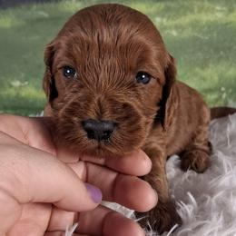 Churro F1b - Red male Cavapoo puppy in Centerton, Arkansas from Velvet Paws Cavapoos