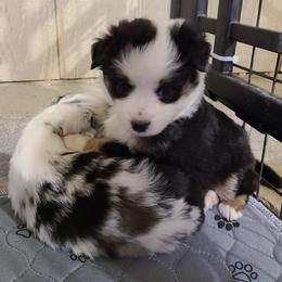 Miniature Australian Shepherd and Toy Australian Shepherd Puppies from Beasley Acres Aussies