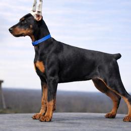 Blue-Girl - Black and rust female Doberman Pinscher puppy in Columbia, Maryland from Storm Cloud Doberman