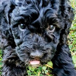 Goldendoodles from AJ'S Mini Doodles