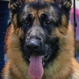German Shepherd puppies from Baskerville Shepherds