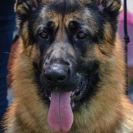 German Shepherd puppies from Baskerville Shepherds