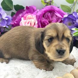 Luca - Red male Dachshund puppy in Exeter, California from Sawtooth Miniature Dachshunds