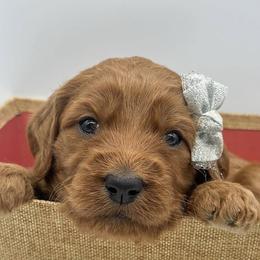 Goldendoodle Puppies from Rustic Road Doodles