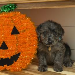 Willy - Merle male Labradoodle puppy in Georgetown, South Carolina from Muddy Bay Kennels
