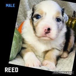 Miniature Australian Shepherd Puppies from Barnyard Aussies