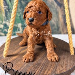 Benny - Red  male Goldendoodle puppy in Cleveland, Georgia from The O.G. Doodles