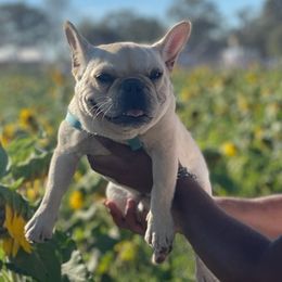 French Bulldogs from Blaise Coast Bullies
