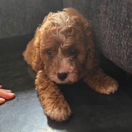 Boy 4 - Red male Cavapoo puppy in Knoxville, Tennessee from Shannan's Cavapoos