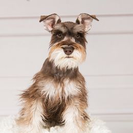 Galway Girl - Miniature Schnauzer