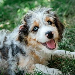 Boy 1 - male Australian Mountain Doodle puppy in Ellensburg, Washington from MB Livestock