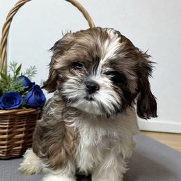 Tommy - Black gold and white male Cavatzu puppy in Oklahoma from Rocky Oak Cavaliers & Biewer Terriers LLC