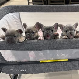 French Bulldogs from Chai Society Frenchies