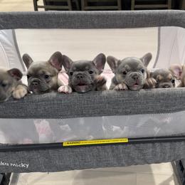 French Bulldogs from Chai Society Frenchies