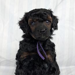 Purple Girl - Sable female Poodle puppy in Hillsboro, Illinois from Sarah's Poodles