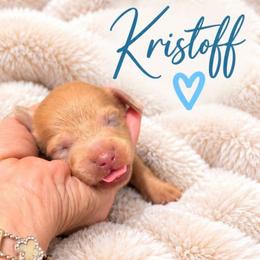 Kristoff - Fawn (Isabella) male Dachshund puppy in Vacaville, California from SchmooterBabies