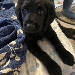 Labradoodle Puppies from Jazzy Doodles