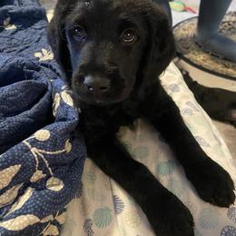 Labradoodle Puppies from Jazzy Doodles