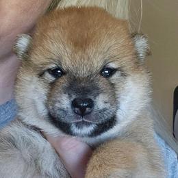 Rei - Red female Shiba Inu puppy in Marianna, Florida from Diwasou