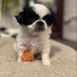 Japanese Chin Puppies from Chin Babies