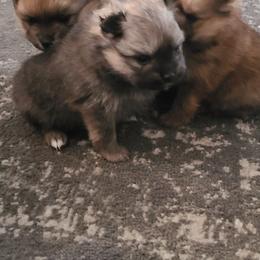 Pomeranian Puppies from Bella Luna Pomeranians