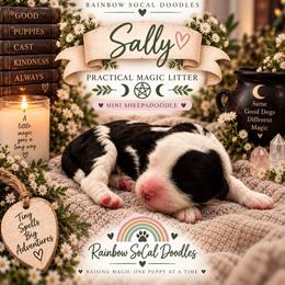 Sally - Black and white female Sheepadoodle puppy in Moreno Valley, California from Rainbow SoCal Doodles