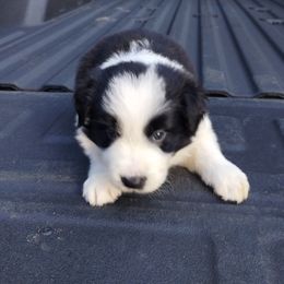 Black and white female - Black and white female Border Collie puppy in Alabama from Manor Farms Border Collies