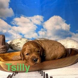 Tsilly - Red female Cavapoo puppy in Chelan, Washington from North Cascades Doodles