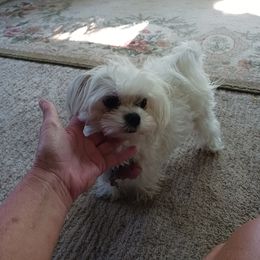 Tickle - Maltese